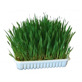 Plateau d'Herbe pour Lapins et Rongeurs_ 100g